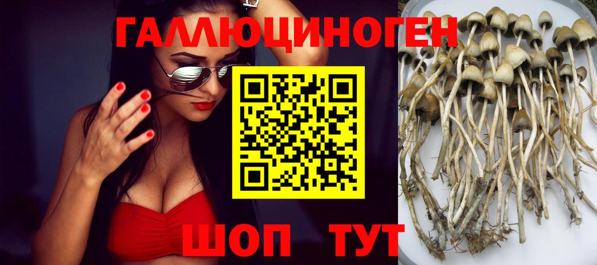 Псилоцибиновые грибы Psilocybe Скопин